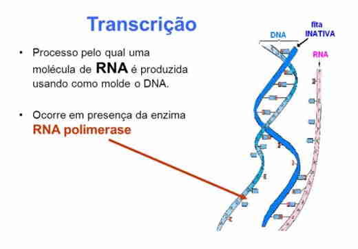 Transcrição, replicação e tradução (síntese de proteínas) - Resumo