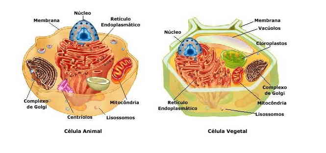 Célula animal (à esquerda) e célula vegetal (à direita)