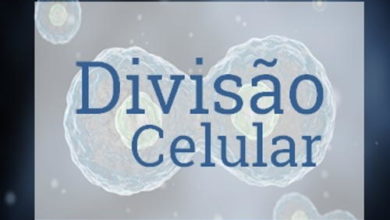 Photo of Divisão Celular – Resumo (mitose e meiose)