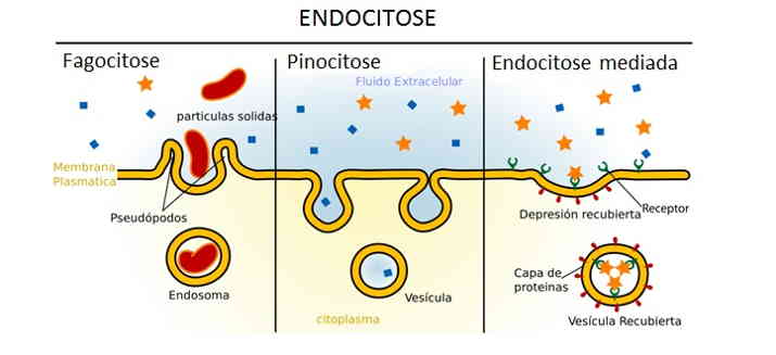 Esquema representando os processos da endocitose