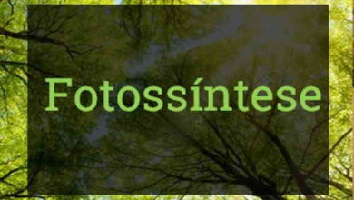 Photo of Fotossíntese – Resumo (fotofosforilação, fase clara, fase escura)