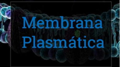 Photo of Membrana Plasmática – Resumo (estrutura e funções)
