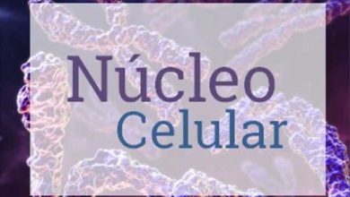 Photo of Núcleo Celular – Resumo (núcleo, ácidos nucleicos e nucléolo)