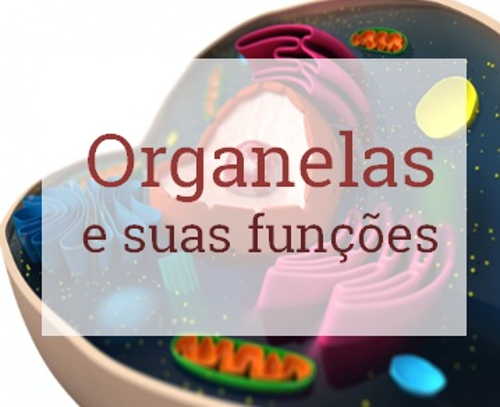 As Organelas da Célula