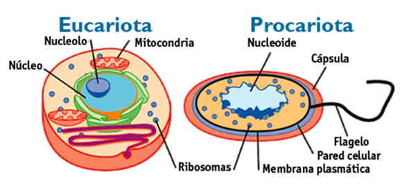 Células Procariontes e Eucariontes