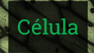 Teoria Celular, células procariontes e eucariontes, estrutura da célula (organelas), diferença entre célula animal e vegetal